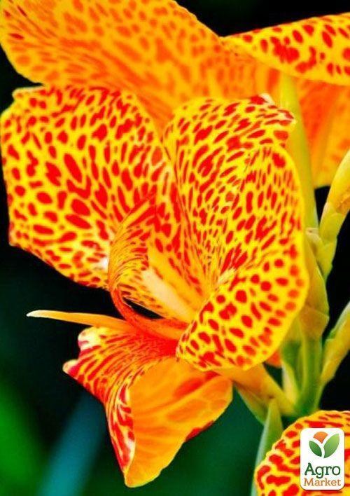 Канна "En Avant" 1шт в упаковці