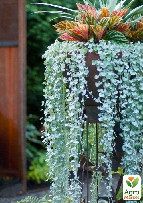 Діхондра "Сріблястий Водоспад"