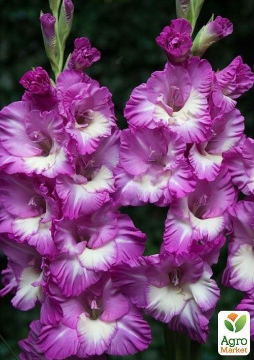 Гладіолус "Anouk" 3шт