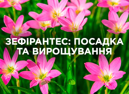 Як виростити зефірантес і чому його називають «вискочка»