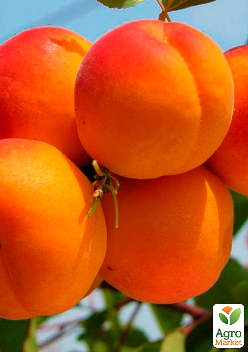 Абрикос "NJA 19" (літній сорт, середній термін дозрівання)