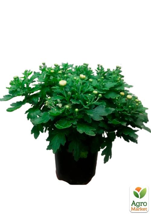 Хризантема Садовая "Belvedere" (горшок ф12 высота 20-30см) - фото 3