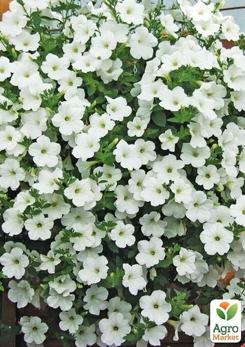 Сурфиния "Iceberg" (контейнер № 10, высота 10-15 см)