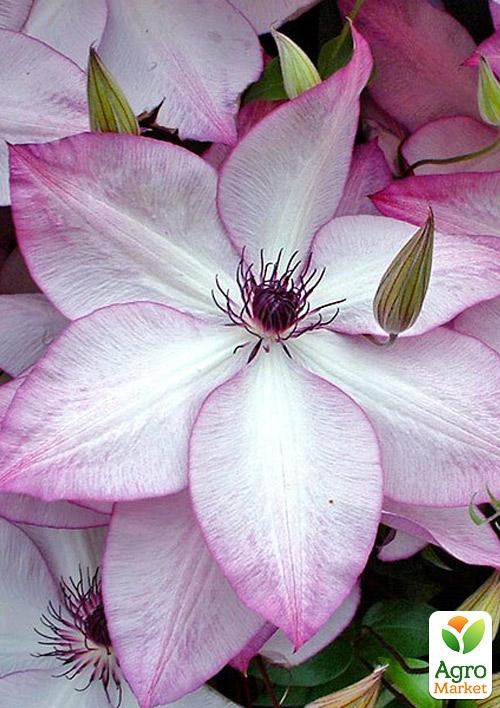 Клематис 3-х річний "Utopia" С2 - фото 5