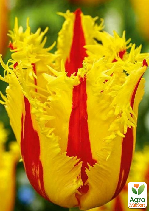 Тюльпан "Phantom"