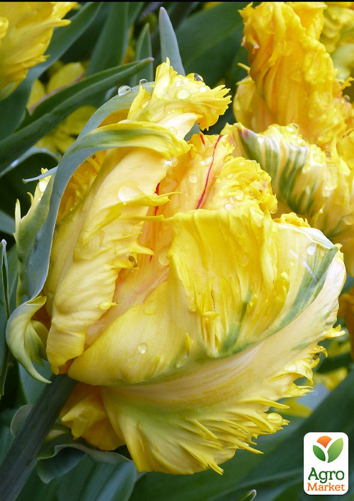 Тюльпан "Eagle Wings" 