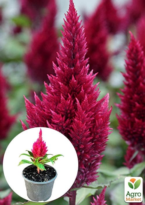 Целозия серебристая Sunday "Wine Red"