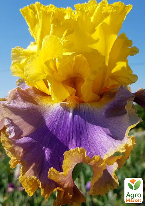 Ирис бородатый крупноцветковый "Catwalk Queen"  