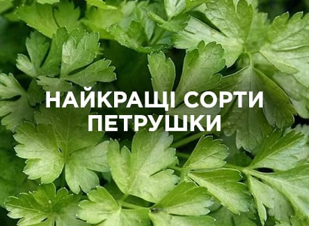 Петрушка для выращивания: обзор лучших сортов