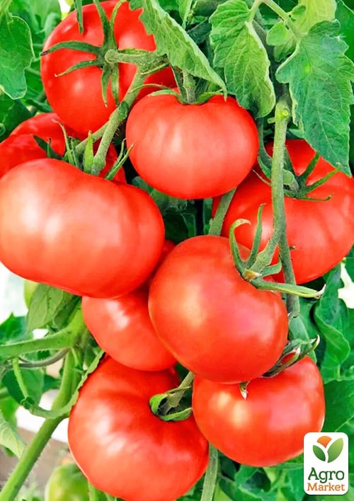 На развес Томат "Шамиль" ТМ "Весна" цена за 1г - фото 2