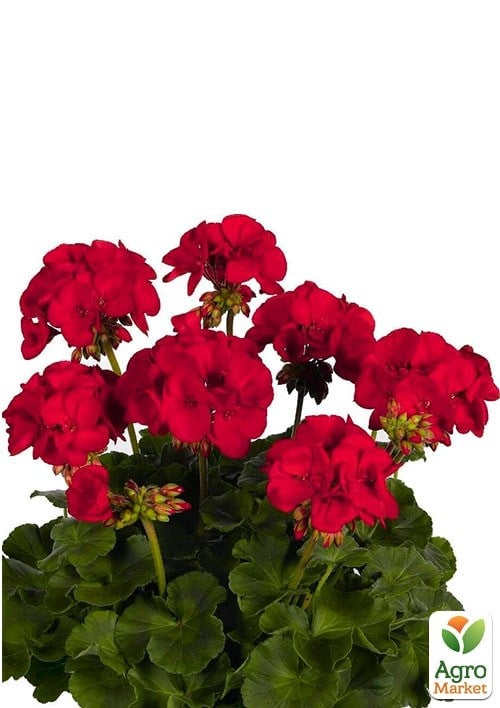 Пеларгония зональная "Dark Red"  - фото 2