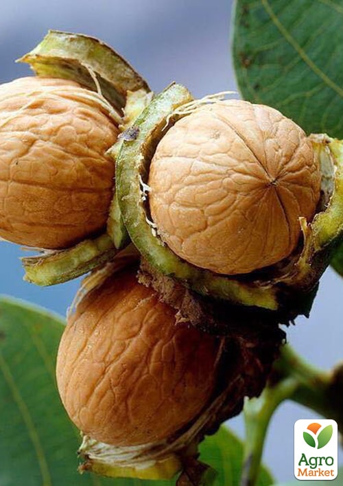 Грецкий орех "Черновецкий" (средний срок созревания)