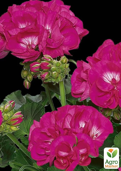 Пеларгония зональная Flower Fairy "Berry"  - фото 2