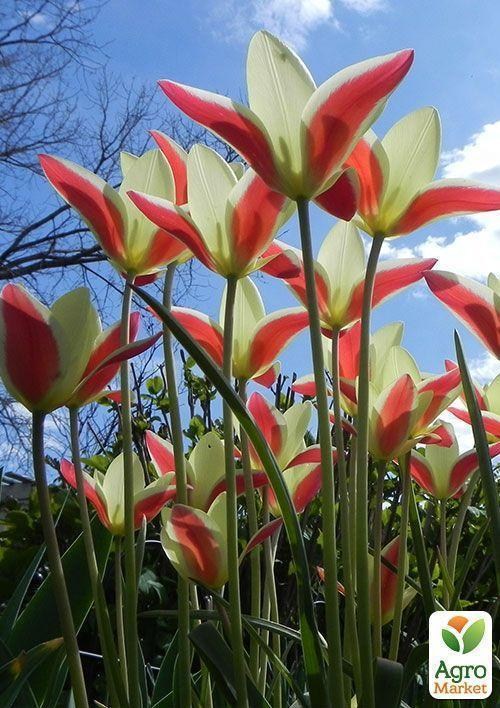 Тюльпан "Tinka" 1шт в упаковці