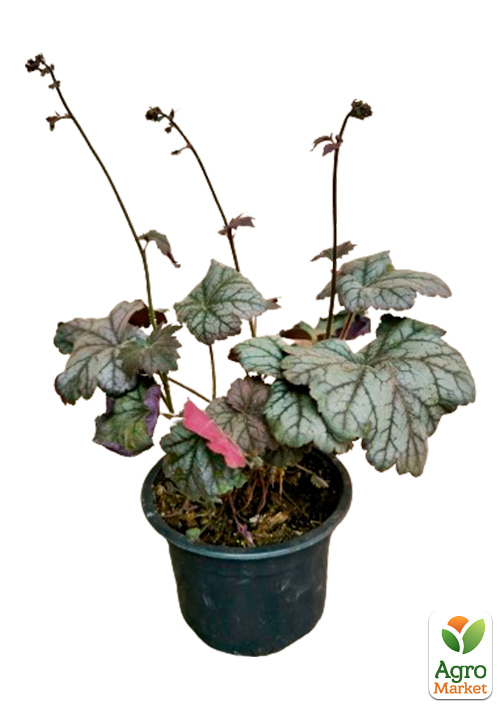 Гейхера (Heuchera) "Cinnabar Silver" С1 (висота 15-30см) - фото 5