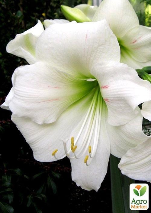 Амариллис "Белый красавец" ТМ "Vesna Exclusive" 10шт - фото 2
