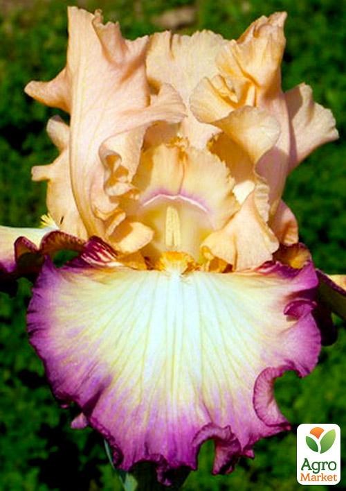 Ирис бородатый крупноцветковый "Comfortabler" 1шт  в упаковке