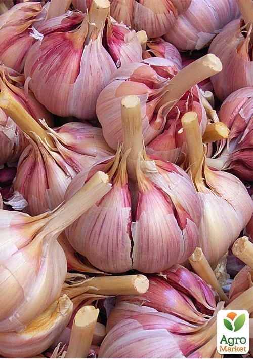 Часник посадковий Гермідор Голландія (Головка) 0.2кг - фото 4