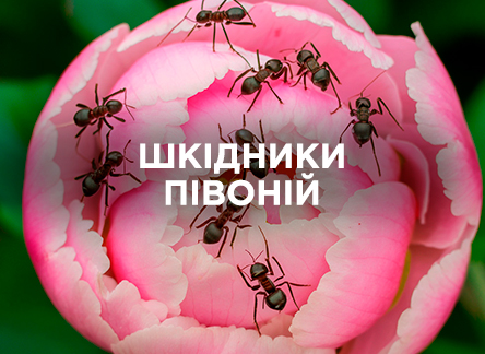 Які шкідники загрожують півоніям?