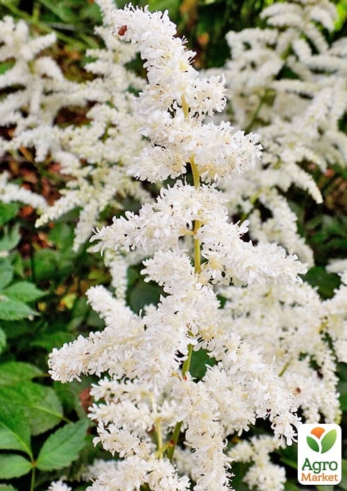 Астильба японская "Deutschland"  - фото 3