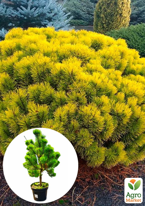 Сосна горная "Carstens Wintergold" (ком/сетка), высота 80-90см