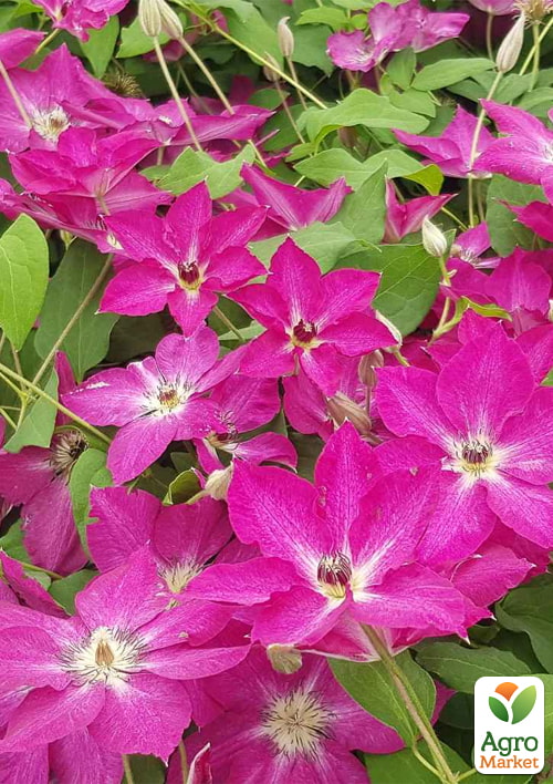 Клематис 2-х летний "Viva Polonia" С2 - фото 4
