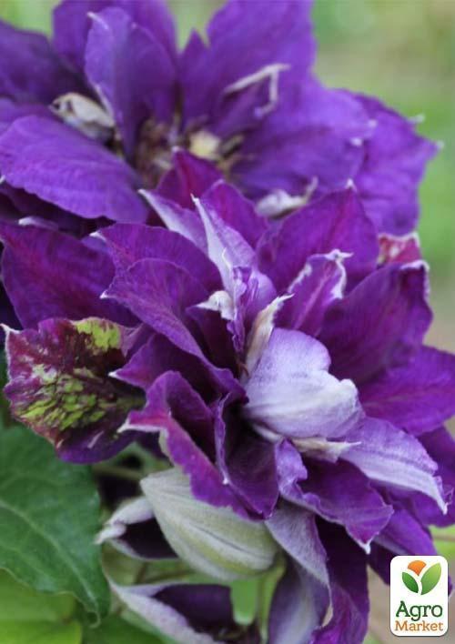 Клематис "Shin-Shigyoku" (повторноквітучий сорт) - фото 7