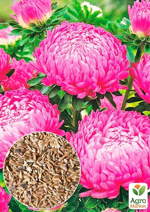 Астра "Офелия" ТМ "Весна" 0.2г