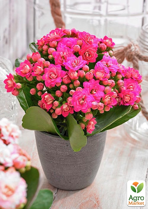 Каланхоэ Блоссфельда "Paars" (Kalanchoe Blossfeldiana) (Нидерланды) - фото 6