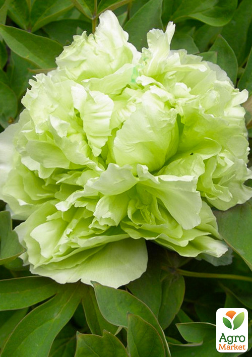 Пион древовидный "Dou Lv" (Китай, саженец 2 года)