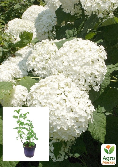 Гортензія 3-х літня деревоподібна "Annabelle"