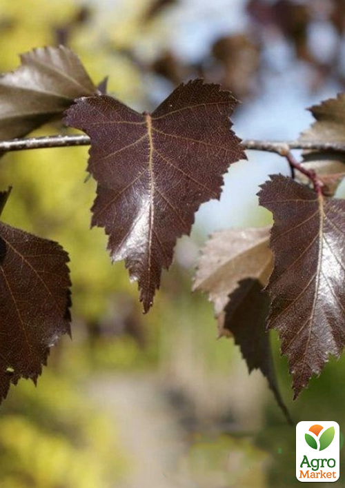 Береза повислая "Purpurea" С5 высота 60-100см