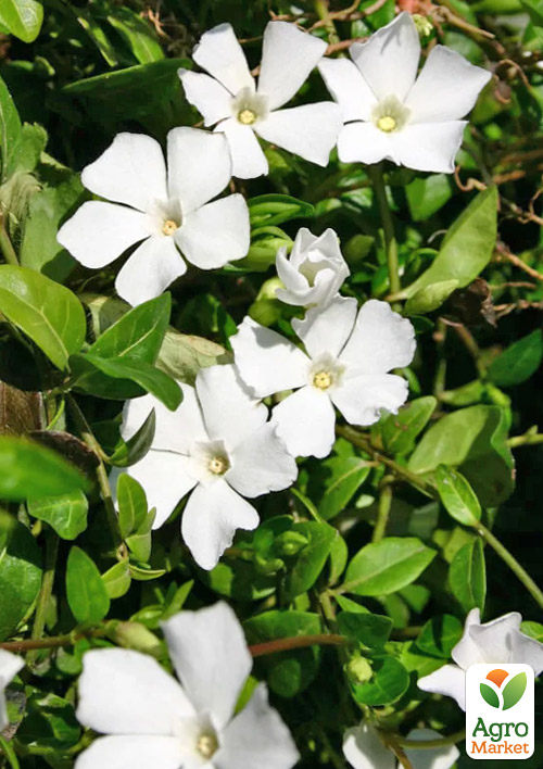 Барвинок белый "Alba Vinca minor" вазон С2