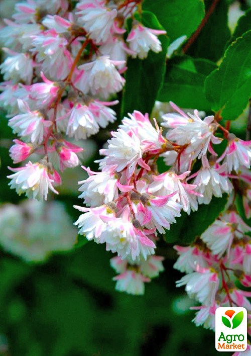 Дейция шершавая "Pride of Rochester" 