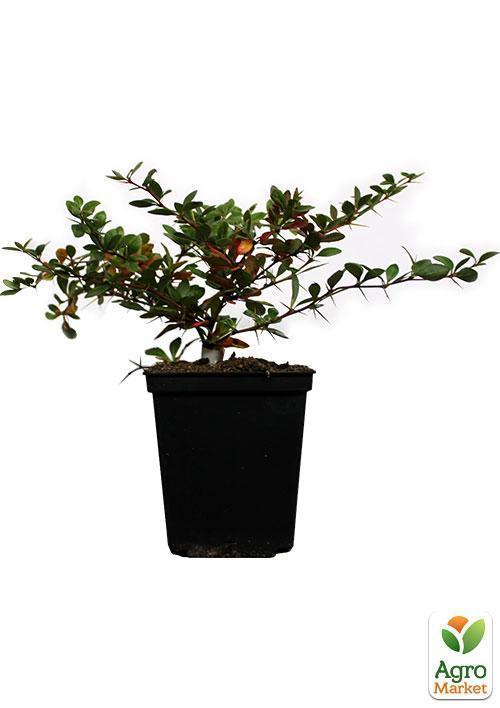 Барбарис середній Park Jewel (контейнер 1л, висота 10-12 см) - фото 5