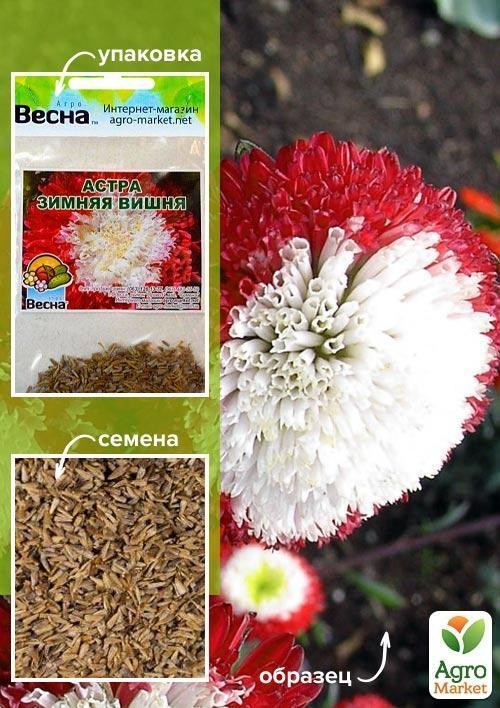 Айстра "Зимова вишня" (Зипер) ТМ "Весна" 0,5г