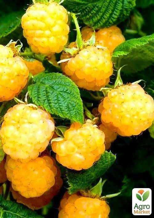 Малина "Олл Голд" (среднеранний срок созревания, крупноплодный сорт)