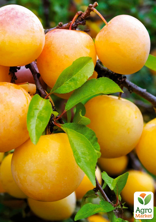 Слива "Медова Жовта" (літній сорт, ранній термін дозрівання)