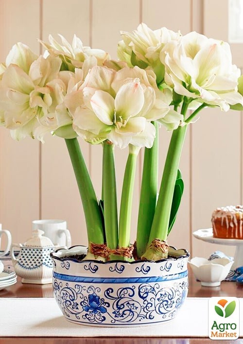 Гиппеаструм махровый "White Amadeus" (Амариллис)  - фото 2