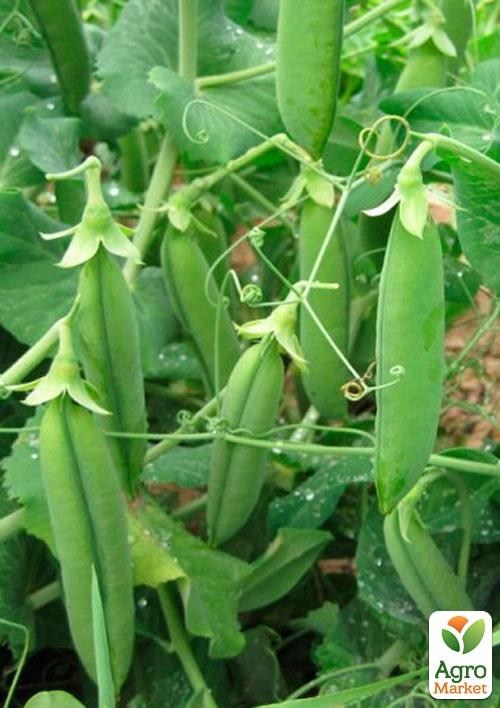 Горох овощной "Нельсон" ТМ "Lark Seeds" 2500шт