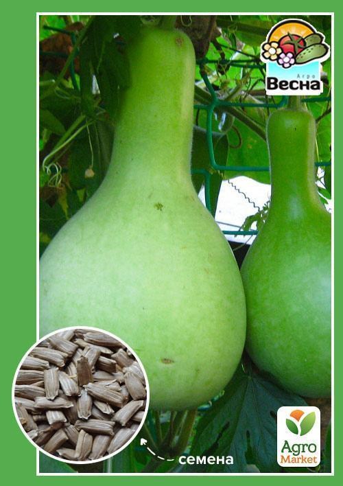 Лагенария ТМ "Весна" 5шт - фото 2