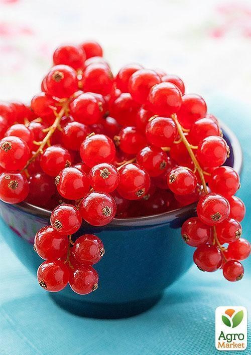 Порічка червона "Йонкер Ван Тетс" (Jonkheer Van Tets) (середньо-ранній термін дозрівання)