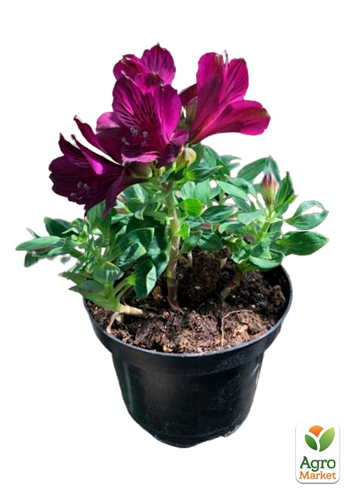 Альстромерия inticancha Patio "Dark Purple" (выращено in-vitro) С1,5 - фото 5