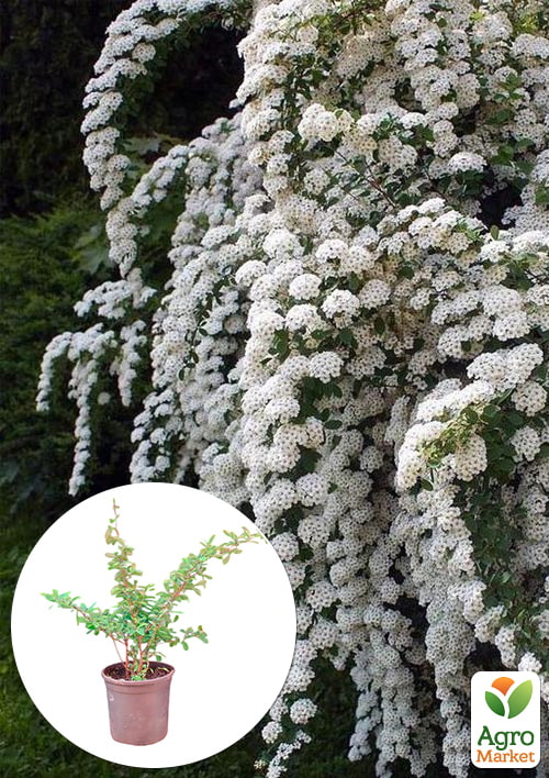 Спірея Вангутта 2-річна (Spiraea vanhouttei) вазон С2