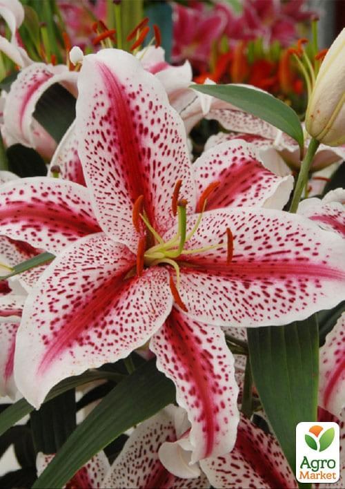 Лілія "Tigerwoods" 1шт в упаковці