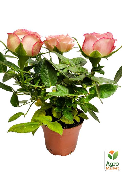 Роза Мініатюрна (кімнатна) "Lavender Lace" (Нідерланди) - фото 5