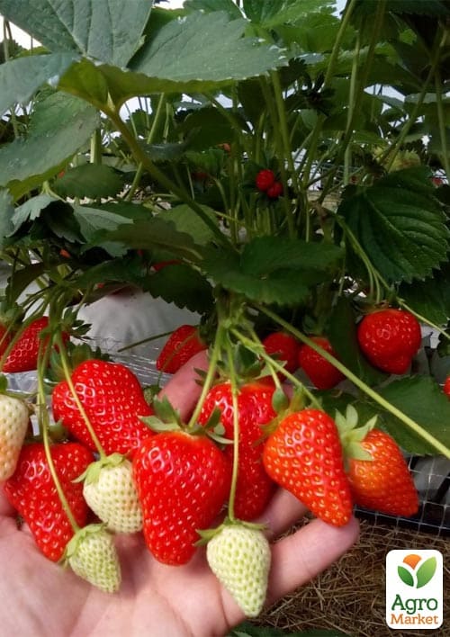 Клубника садовая ремонтантная "Murano" укорененная в контейнере - фото 5