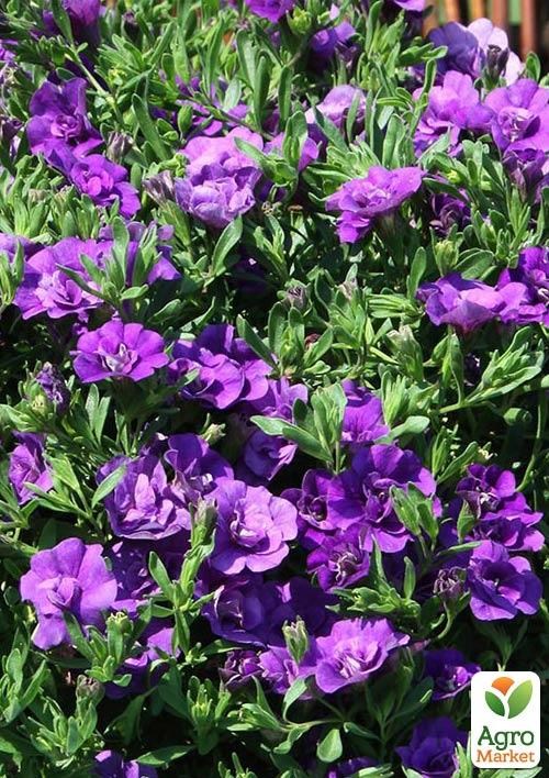 Калибрахоа Calita "Double Blue" (контейнер №10, высота 10-15см)