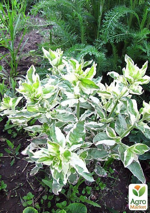 Вербейник точечный Пестролистный - фото 2