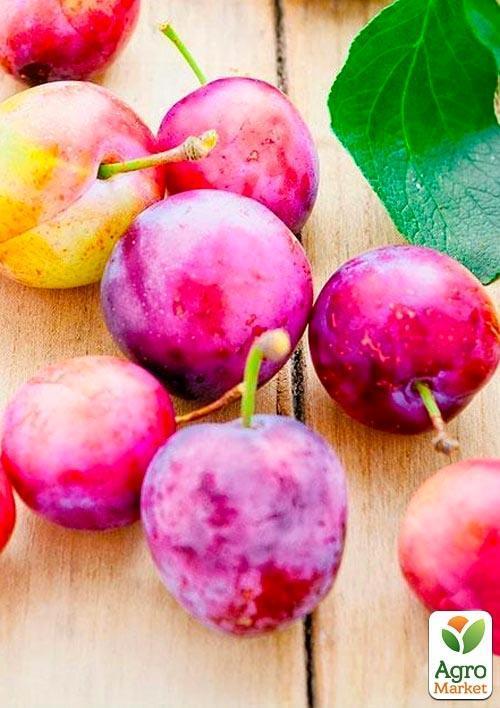 Слива "Голливуд" (летний сорт, средний срок созревания) - фото 5